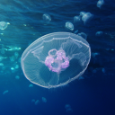 deepseacircus avatar