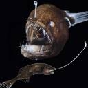 deepseaorganism avatar