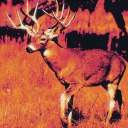 deer-thing-iz-cool avatar