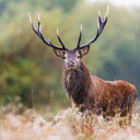 deer-with-glasses avatar