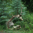 deerbones-and-fantasybeasts avatar