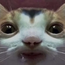 deercarkey avatar