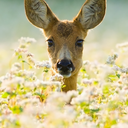 deerheadsdeerheads avatar