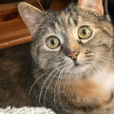 deerlysapphic avatar