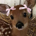 deermeeps avatar