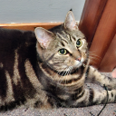 deeznutzdontexist avatar