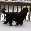 defenestrating avatar