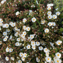 defenestrationscared avatar