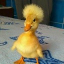 definatelynotakiwi avatar