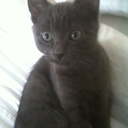 definitely-dave avatar