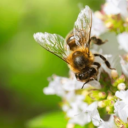 definitely-not-a-bee avatar