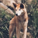 definitely-not-a-dingo avatar