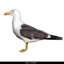 definitely-not-a-seagull-i-swear avatar