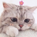 definitely-not-basmala avatar