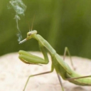 definitely-not-several-bugs avatar