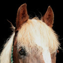 definitelyahorse avatar