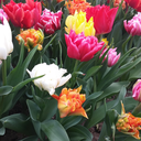 definitelyflowers avatar