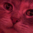 definitelynotthekat avatar