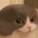 definitlyaperson avatar