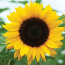 defsunflower avatar