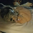 degusaurusrex avatar