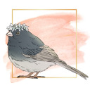 dejunco avatar