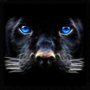 dekat001 avatar