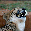 deleteiiiiiitt avatar