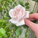 delicate2rose avatar