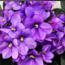 delicateherolightscissors avatar