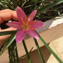 delicatehideoutmiracle avatar