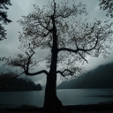 delicateinfatuation avatar