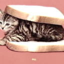 delicatesandwichkitten avatar