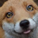 deliciousvulpana avatar