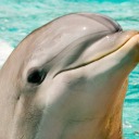 delightful-dolphin avatar