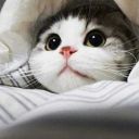 delightfuldragonruins avatar