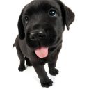 delightfulpuppyparadise avatar