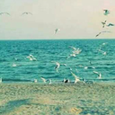 delininbasidertte avatar