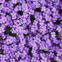 delininbiri62-blog avatar