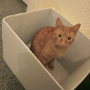 delinquentbookworm avatar