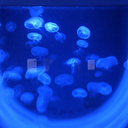 delirium-endless avatar