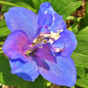 delphiniumsmiles avatar