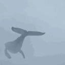 delphioneagle1238 avatar