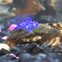 demodoggonetired avatar