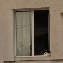 demoiselle-lune avatar