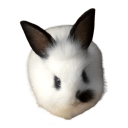 demolitionbunnies avatar