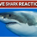 demon-of-lemons avatar