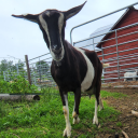 demons-things avatar