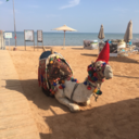 demotivationalprocrastinator avatar