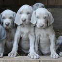 demshadynegroes avatar